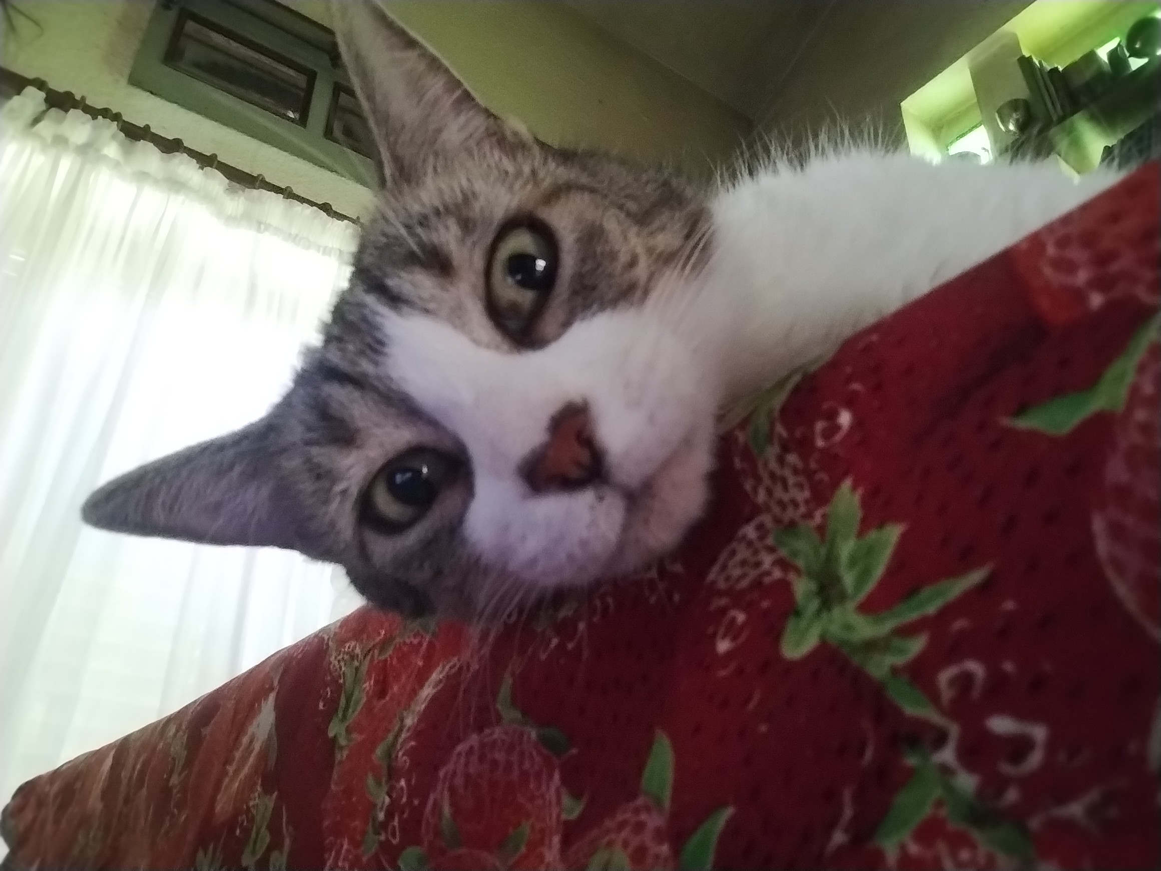 picture taken of Tuni from below her